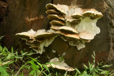 Mantarlar, Parazitler, Mantarlar Ölü Ağaç Gövdesinde Büyüyen Sanjay Gandhi Ulusal Parkı, Borivali, Bombay Şimdi Mumbai, Maharashtra, Hindistan 