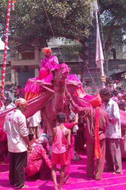 Camel is used in procession of Jotiba yatra at Wadi, Ratnagiri, District Kolhapur, Maharashtra, India  clipart