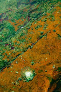 Yeşil Moss Aksa Plajı Malad Mumbai Hindistan Asya Aralığı 2011