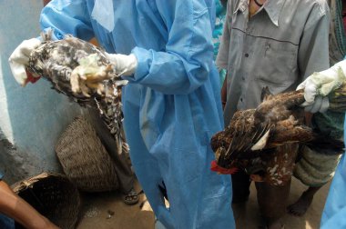 Hükümet sağlık çalışanları ev ev dolaşarak Jalgaon 'un Hingona köyündeki köylülerin arka bahçesindeki tavukları avlıyor. Hindistan' ın Maharashtra kentinde kuş gribi tespit edildi.