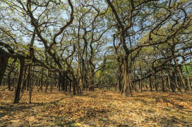 banyan tree, Acharya Jagadish Chandra Bose, Botanic Garden, West Bengal, India, Asia clipart