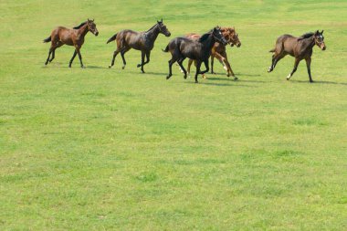 Poonawalla damızlık çiftliği, pune, maharashtra, Hindistan, Asya