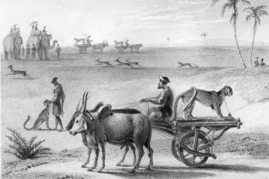 Hunting Cheetah, India, Vintage Illustration 