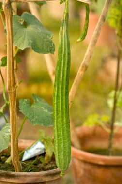 Hindistan, Batı Bengal 'de asılmış guguklu kabak.