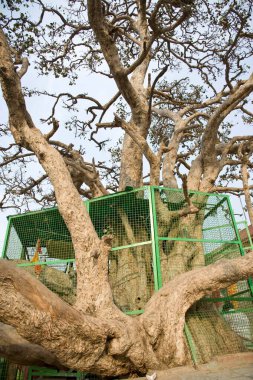 Chir ghat vrindavan, uttar pradesh, Hindistan, Asya 