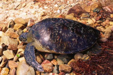 Turtle, Malvan, Maharashtra, Hindistan