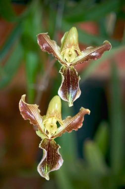 Wild Flowers, Dendrobium Orchid, Lady Sleeper, TP 'de, Arunachal Pradesh, Hindistan 