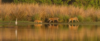 Bengal Kaplanı Ranthambhore Milli Parkı, Rajasthan, Hindistan, Asya