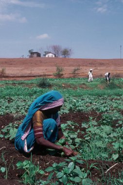 Talegaon Dabhade, Maharashtra, Hindistan ve Asya 'da sebze çiftliğinde çalışan kadınlar 