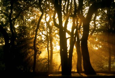 Sunrise through trees ; matheran ; maharashtra ; india clipart