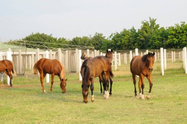 Poonawalla damızlık çiftliği, pune, maharashtra, Hindistan, Asya