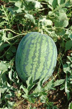 Meyveler; Karpuz; Botanik İsim; Citrullus vulgaris; Aile; Cucurbitaceae; Tatlı; Kırmızı renk içeriden; Su Karpuzu tarlada; Kudal; Dist Sindhudurga; Maharashtra; Hindistan