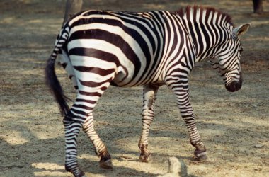 Zebra, Kanpur Hayvanat bahçesi, Uttar Pradesh, Hindistan