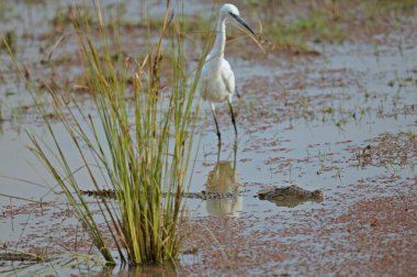 Küçük bir Egret Egretta Garzetta, Ranthambhore gölünün sığ sularında yüzen küçük bir Hint bataklık timsahını izliyor. 