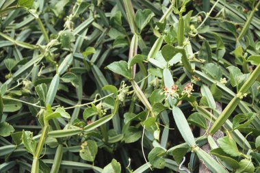 Vitaceae cissus quadrangularis linn, Hindistan 