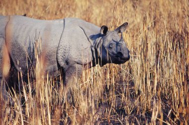 One Horn Rhinoceros Rhinoceros unicornis , Kaziranga National Park , Assam , india clipart