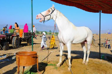 Rajasthan, Hindistan 'da beyaz at fuarında 