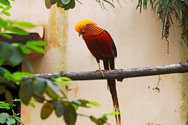 Altın sülün Chrysolophus pictus, Alipore Zoo, Kalküta Kolkata, Batı Bengal, Hindistan 