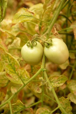 Pune, Maharashtra, Hindistan yakınlarındaki tarlada yetişen domatesler