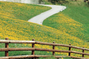 Wild flowers, Disentis, Switzerland  clipart