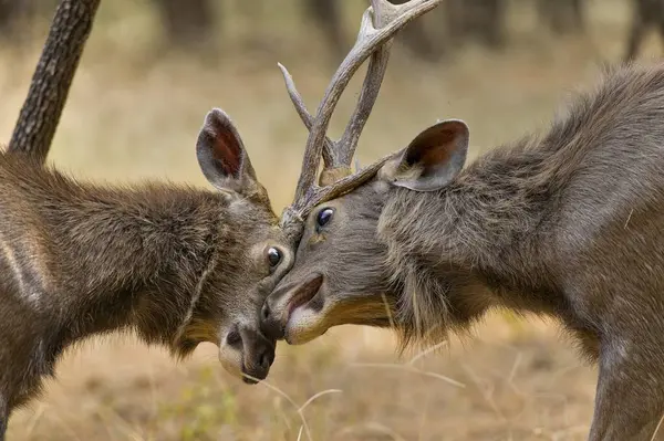 stock image Sambar deer, Maharashtra, India, Asia