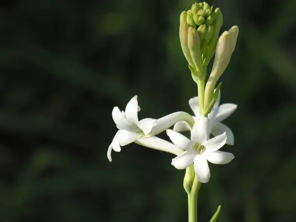 stock image Flowers, Varun Farm House, Panvel, Maharashtra, India 