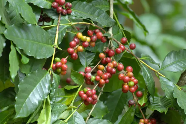 stock image Red coffee beans on plant at Mudbidri ; district Coorg ; Karnataka ; India