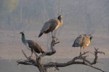 Peafowl perched on the trunks of dead trees in a lake in Ranthambhore national park clipart