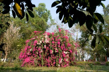 Bougainvillea, Sunderban bölgesi Batı Bengal, Hindistan  