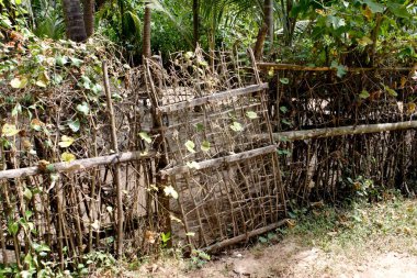 Kapı; Bhogwe Köyü; Konkan; Sindhudurga Bölgesi; Maharashtra; Hindistan