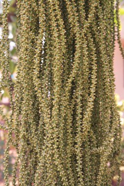 Evin girişinde süs olarak kullanılan bitkiler, Kodaikanal, Devlet Tamil Nadu, Hindistan  