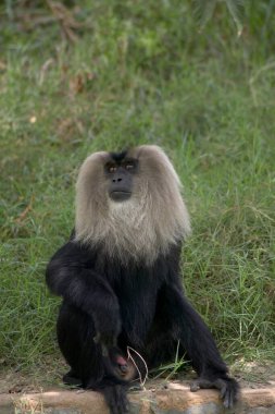 Aslan Kuyruklu Maymun, Delhi Hayvanat Bahçesi, Hindistan