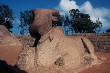 Mamallapuram, Mahabalipuram, Tamil Nadu, Hindistan, Asya 'daki Nandi Boğası Heykeli 