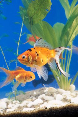 Balıkları akvaryum su