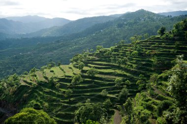 uttarakhand Hindistan Asya 'da teras tarımı 