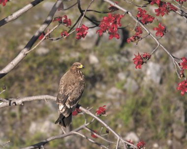 Birds , Steppe Eagle , tawny eagle , Aquila nipalensis , Eagle raptor bird , Shimla , Himachal Pradesh , India clipart