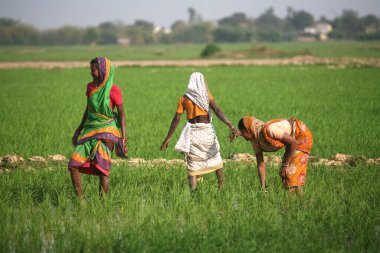 Jharkhand, Hindistan 'daki tarlalara pirinç fidanı eken kadınlar. 