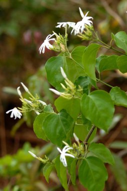 Beyaz çiçekler yerel adı kusar latin adı jasminum malabaricum Hindistan Maharashtra tepelerinde yaygındır 