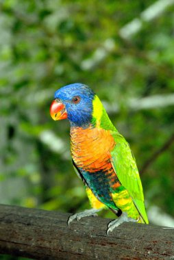 Colourful macaw at jurong bird park, Singapore  clipart