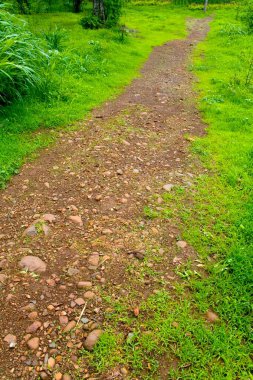 Forest footway path between green grass, Sanjay Gandhi National Park Borivali, Bombay Mumbai, Maharashtra, India  clipart