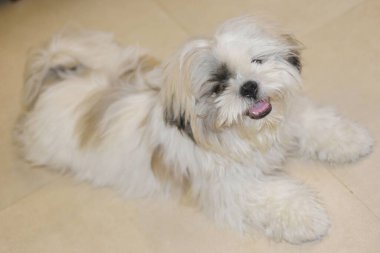 Borivali Mumbai Maharashtra Hindistan Asya 'da evcil köpek Çin cinsi.