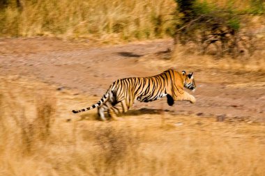 Koşan Kaplan Panthera Tigris Tigris, Ranthambore Ulusal Parkı, Rajasthan, Hindistan
