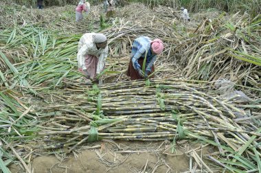 Woman Tying Sugarcane Bundle In Field Marayoor Idukki Kerala India Asia  clipart