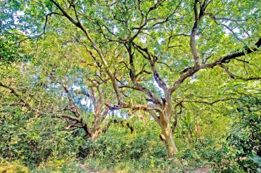 Mango tree forest mangifera indica ; Calcutta ; West Bengal ; India clipart