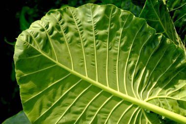 Yeşil palmiye yaprakları, Pune, Maharashtra, Hindistan 