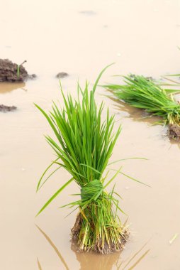 Çamurlu sularda ekilen pirinç hasadı, Madh, Malshej Ghat, Maharashtra, Hindistan