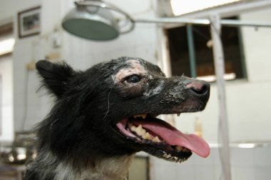 Bai Sakarbai Dinshaw Petit veteriner hastanesi, Bombay Mumbai, Maharashtra, Hindistan 'daki Parel Hayvan Hastanesi' nde yaraları için tedavi gören köpek.