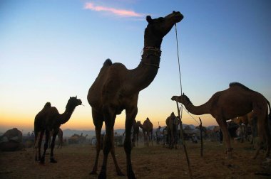 Siyah şallı kadın Panchgani 'de gün batımına bakıyor; Maharashtra; Hindistan