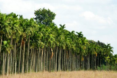 Betel palm trees in farming , Harihar , Davangere , Karnataka , India clipart