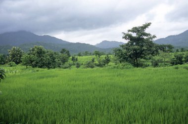 Muson 'da pirinç tarlası; maharashtra; Hindistan